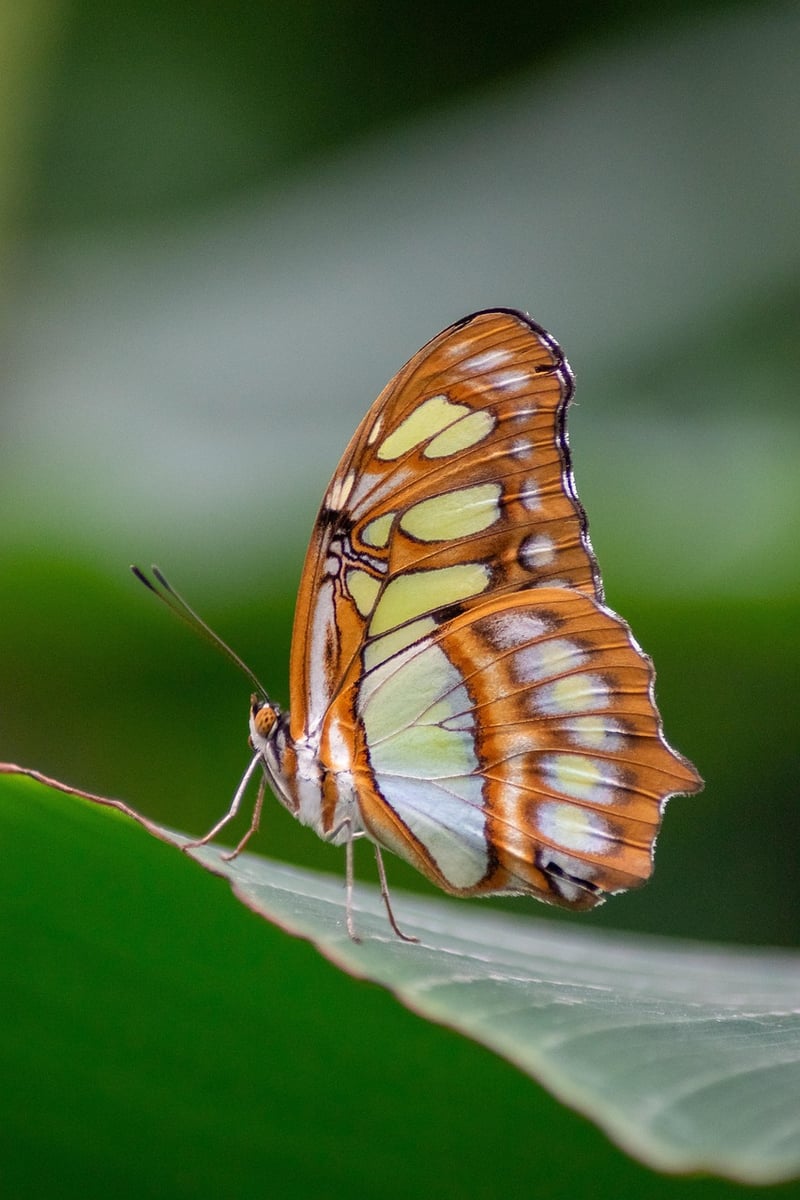 Butterfly Effect Missions